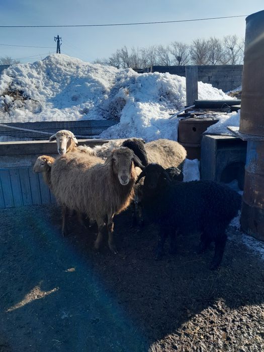 Продам 3 овцематки с ягнятами