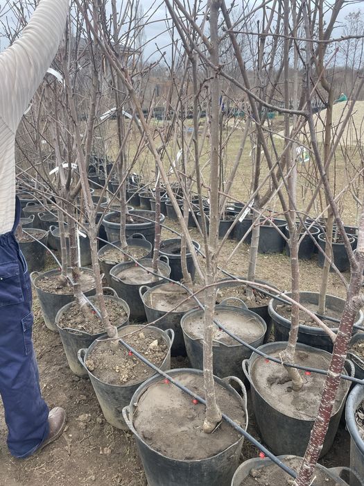 Pomi fructiferi pe rod !