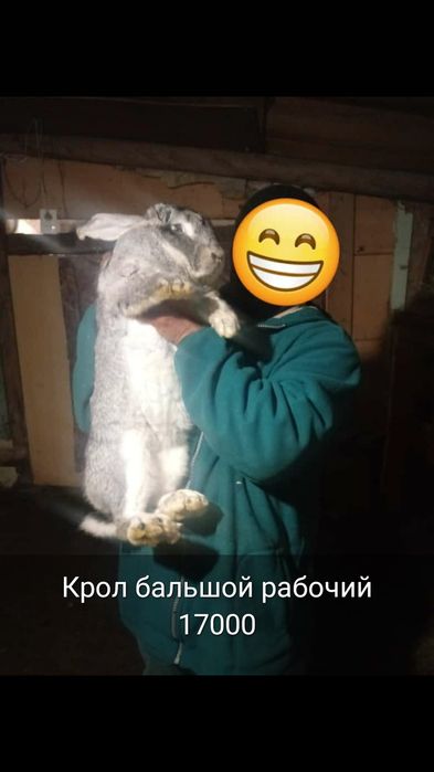 Кролики пародистые малинькие и бальшие