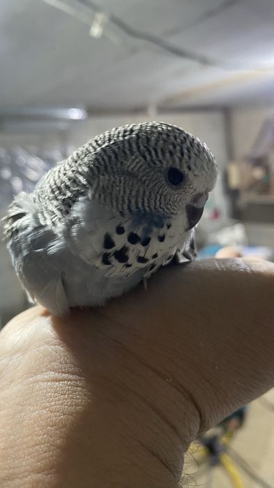 Andurka turkiya papugaylari