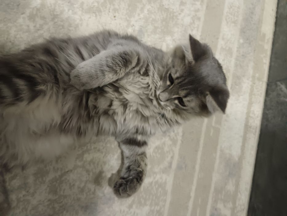 Отдам котёнка, мальчик
