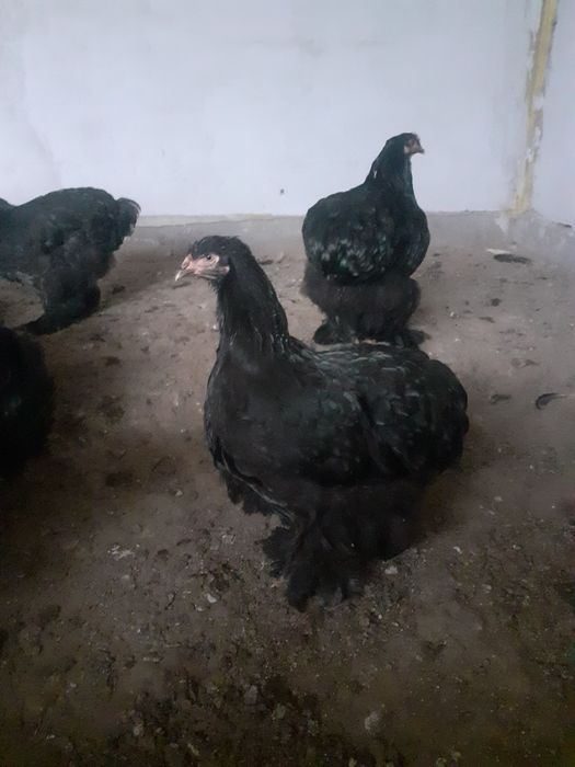 Familie cochinchina urias  pe negru