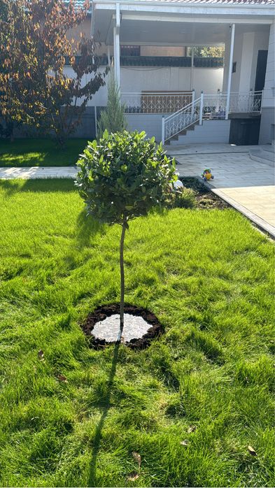 Автополив газон с гарнтий