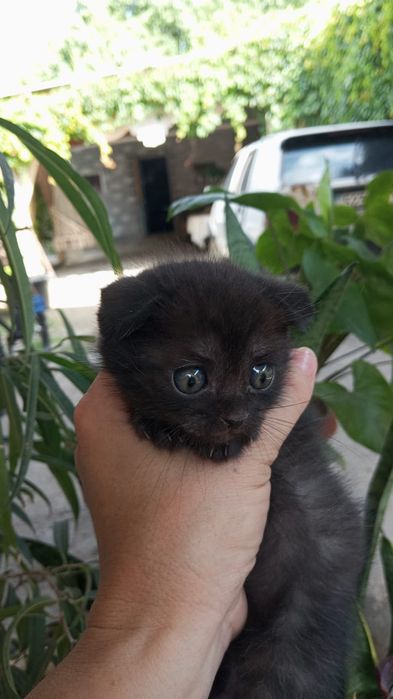 Котята скотишь фолд