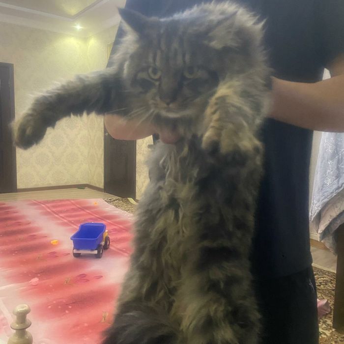 Чистокровный мейн кун