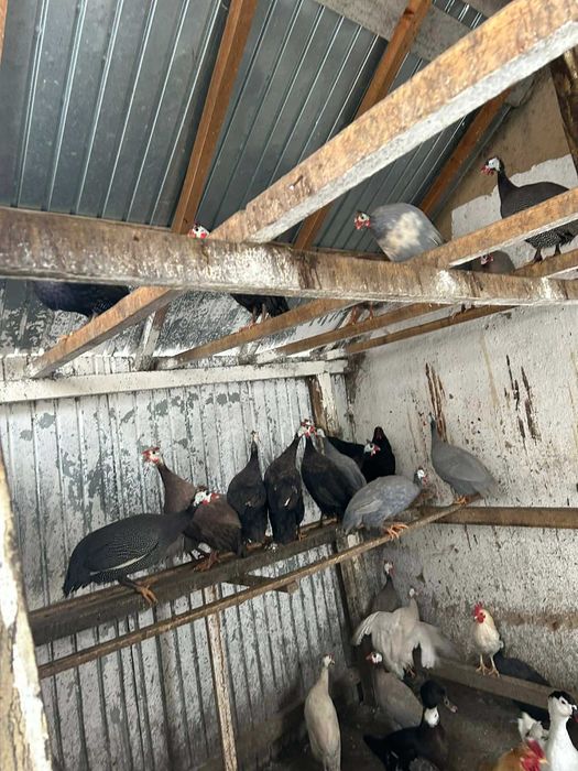 Oua de bibilica , rata muta si rata romaneasca