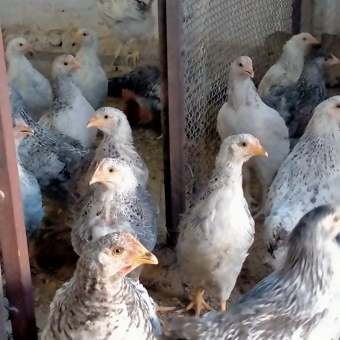 2 айлық балапандар сатылады