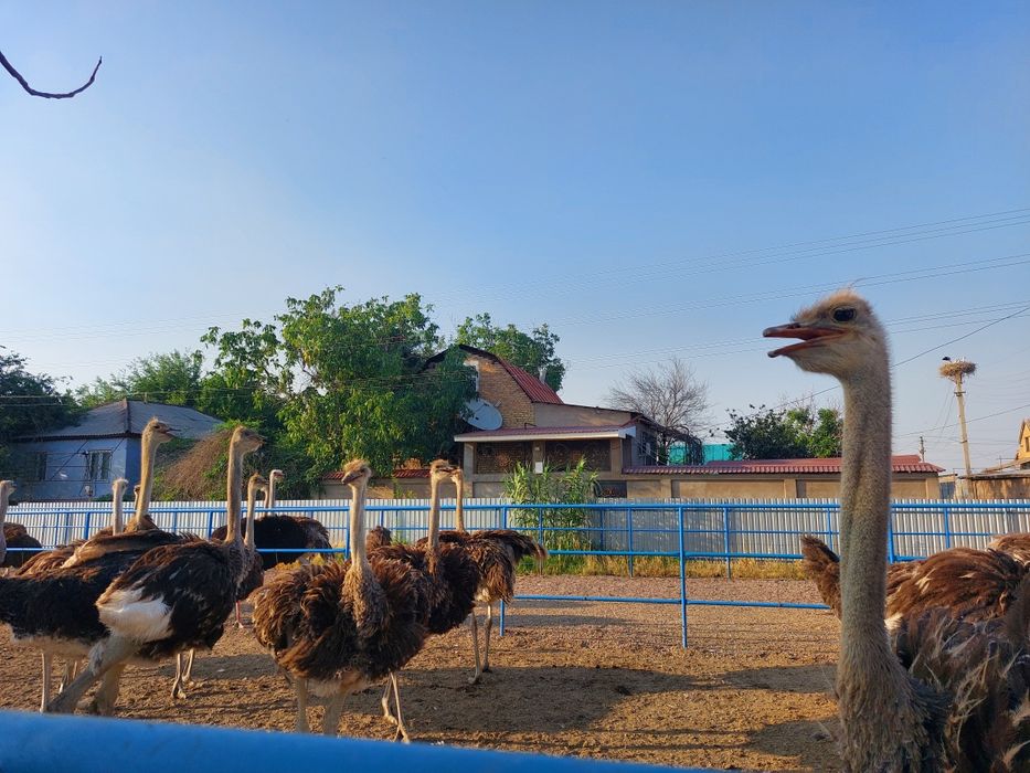 Продаётся чёрный африканский страус.