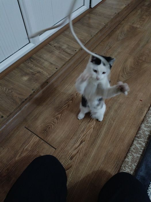 Mushukcha hadiyaga beriladi sogʻlom aqilli zoʻr mushukcha