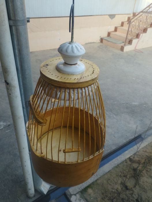 Bedana toʻrqovoq Toshkenda