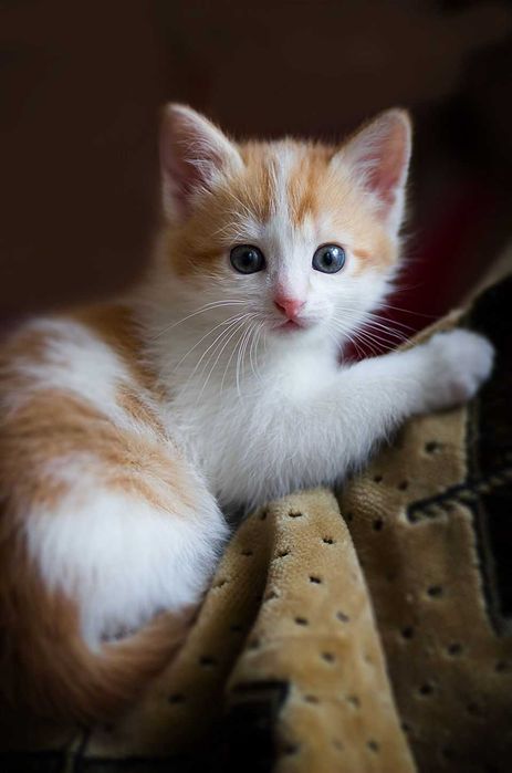 Котята в добрые руки, отдаю