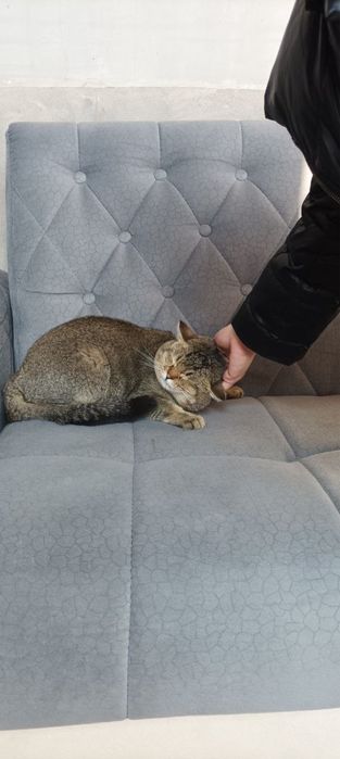 Чистый британский короткошерстный кот, золотистый окрас, 1+ год