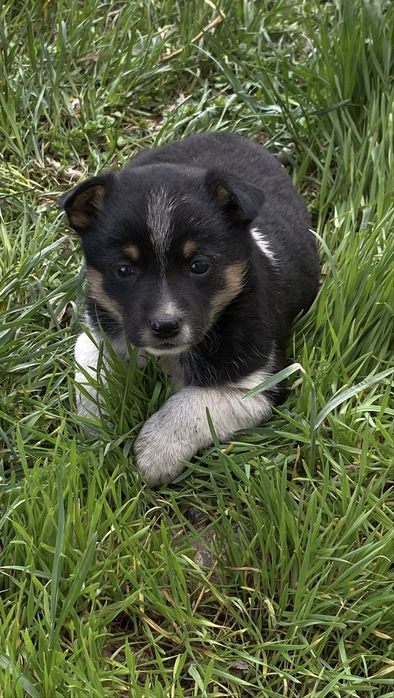 Девочка щенок ищет дом