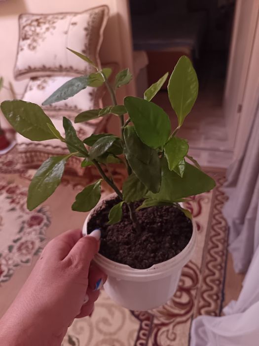 Продам цветы цены разные