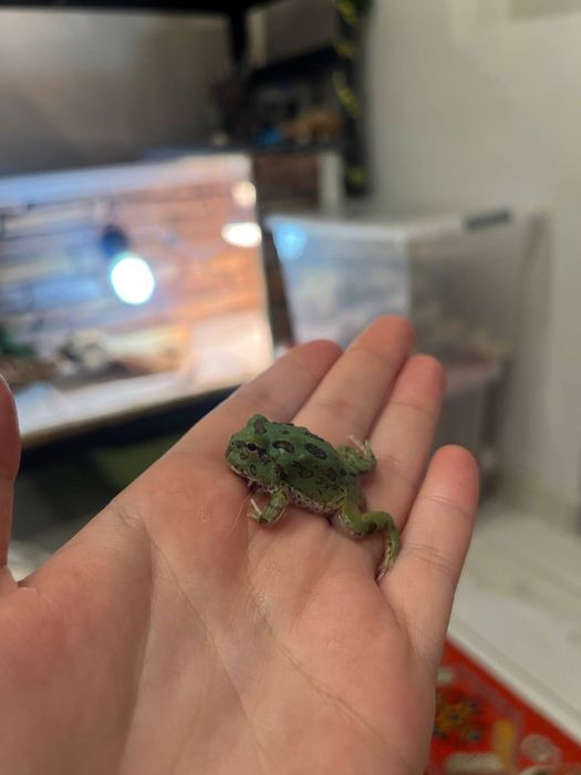 Лягушки рогатки малышня