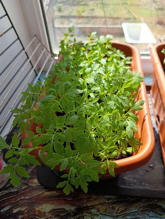 Продаётся рассада томатов