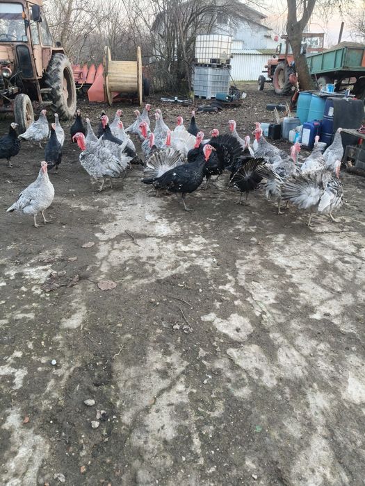 Vând curcani tineri