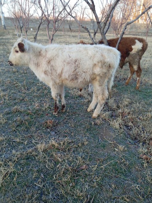 Өгізшелер сатылады