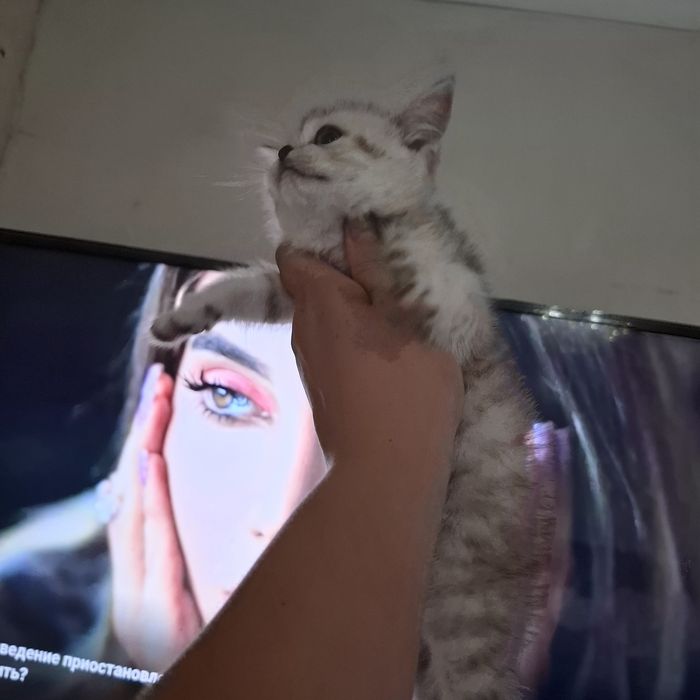 Британские котята