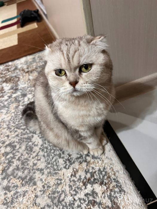 Кошка скоттиш фолд