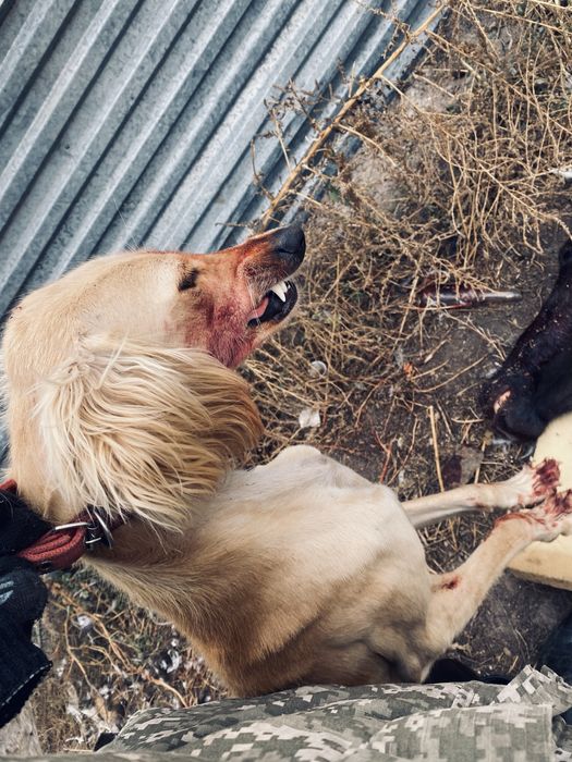 Тазы күшіктері сатылады