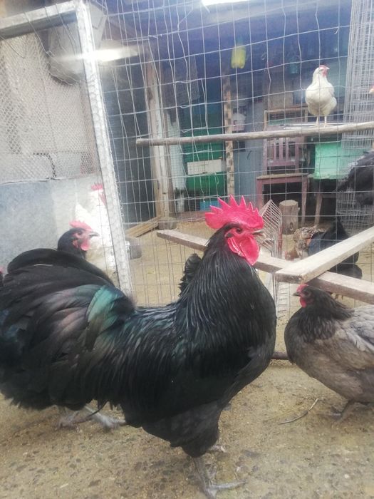 Ouă pentru incubat din rasa austrolop