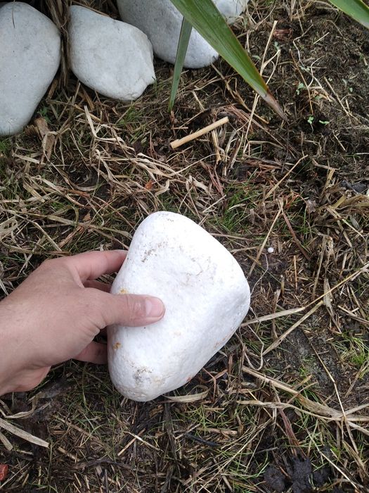 Горний белый галка