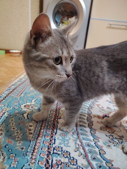 Котенок в добрые руки кошка 9 мес