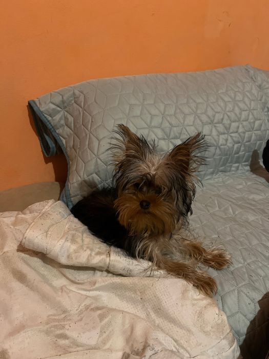 Йоркширски териер ( мини йорки )