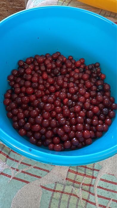 Продам дачу д/о Каштан