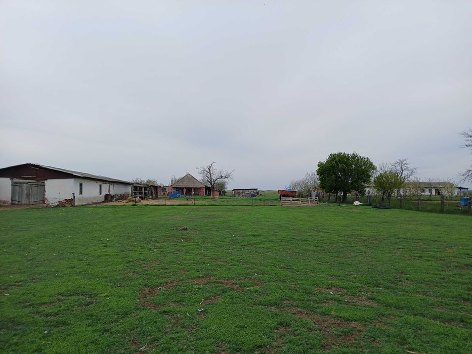 Ferma agricola Salonta