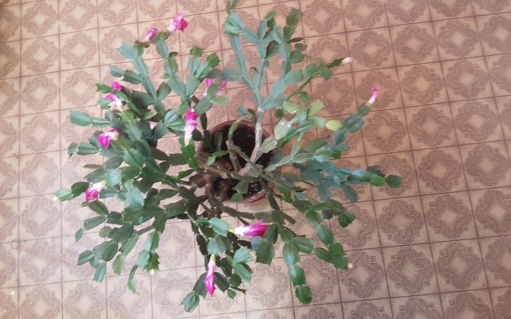 Цветы комнатные.