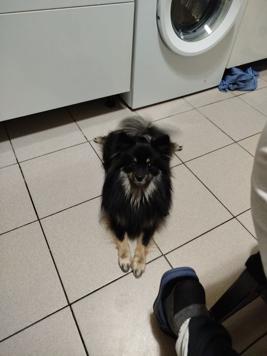 Продам шпица  девочку