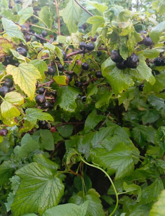 Продам дом в посёлке Доскей