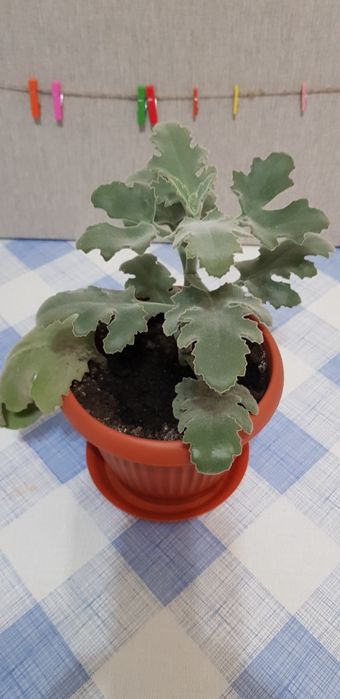 Комнатные цветы красивые разные