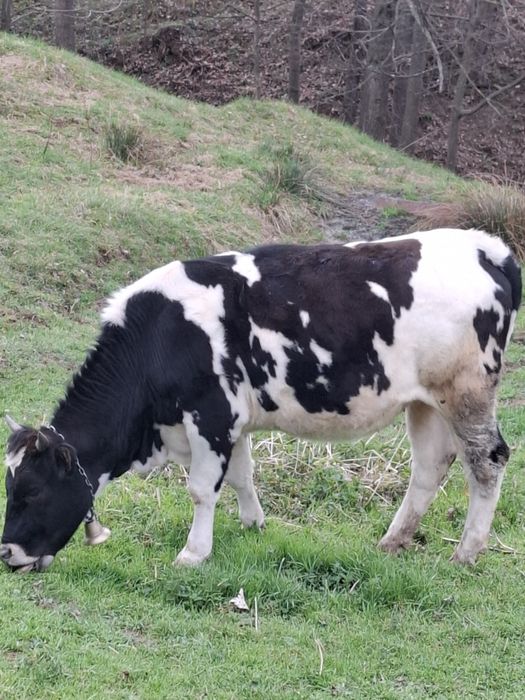 Vând junica 1,5 ani bună de tinut