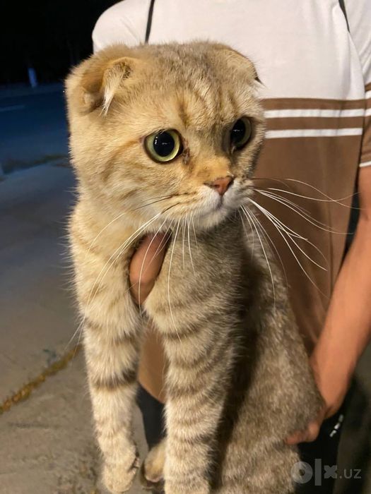 Scottish Fold mushuk