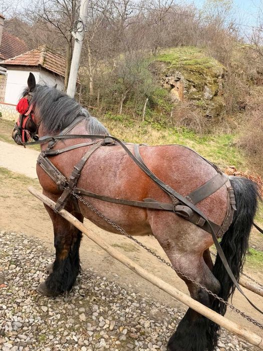 Cal de vânzare bun de ham