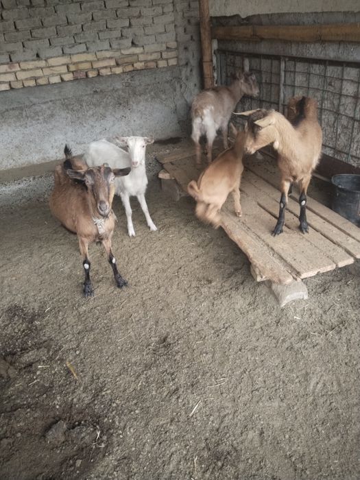 Сут йуналиш зотли эчкилар