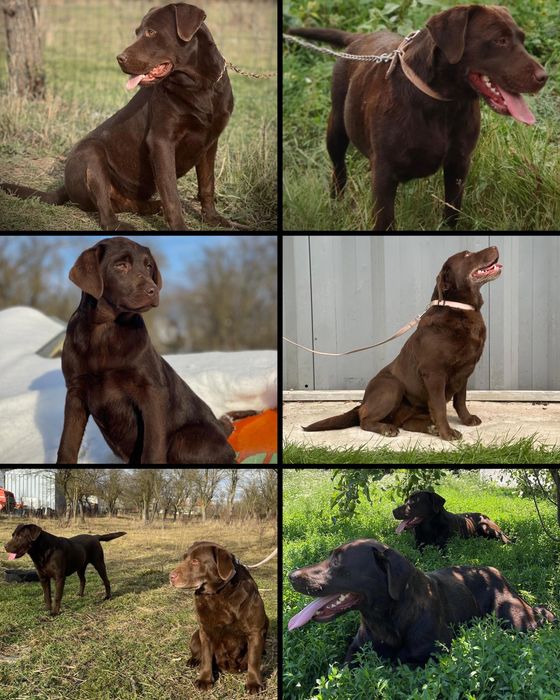Câini labrador ciocolatiu / Canisa