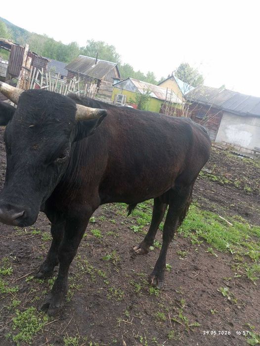Продам бычка производителя