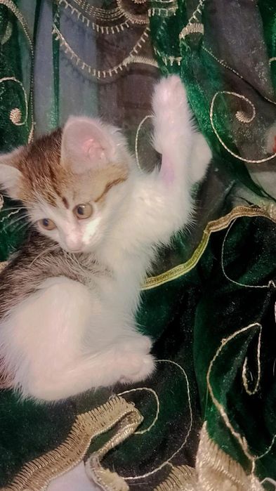 Котёнок малышка в добрые руки