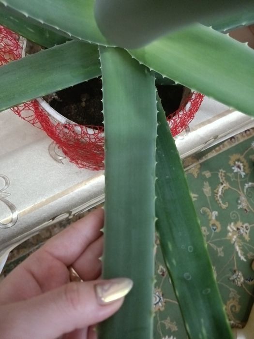 Растения,!Для лечения!!!