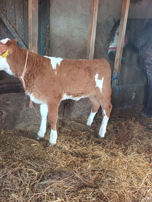 De vanzare vitea balțata