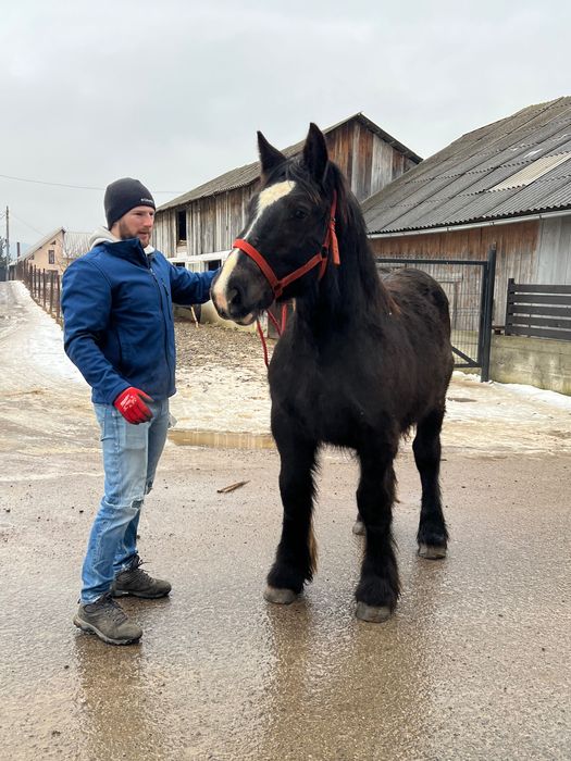 Manji  armasari de rasă