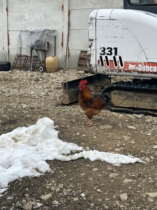 Cocosi de vanzare 2025