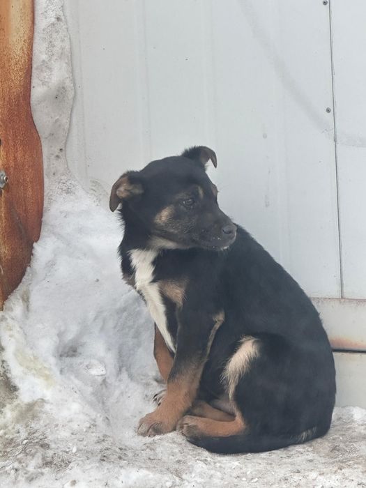 Отдам щенков в добрые руки.