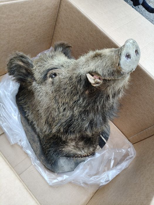 Trofeu porc mistreț
