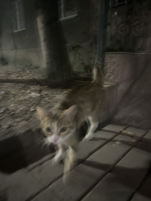 Найдена кошка домашняя