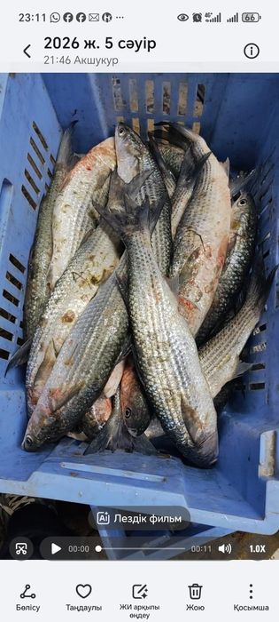 Рыба Балык оптом и розницу